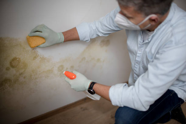 Best Water damage restoration mold remediation  in Mount Union, PA